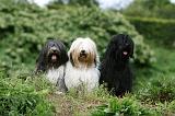 TERRIER DU TIBET 201